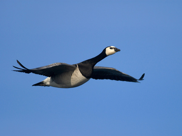 Valkoposkihanhi, Barnacle Goose, Branta leucopsis